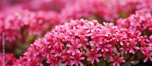 Late summer stonecrop Herbsfreude blooming with raspberry pink flowers