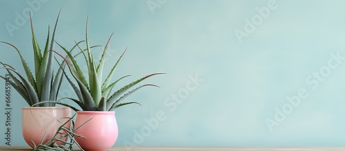 dandle aloe in ceramic vessel with pastel art
