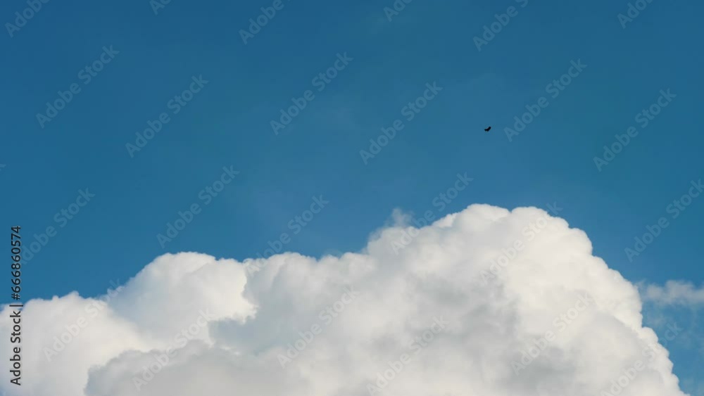 Black kite flying on blue sky. Rolling puffy clouds are moving, white clouds time lapse. Clouds running across the blue sky. 4k Timelapse footage of white clouds with blue sky in background. Black kite flying on blue sky. Rolling puffy clouds are moving, white clouds time lapse. Clouds running across the blue sky. 4k Timelapse footage of white clouds with blue sky in background.