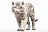 Strong white tiger walking, isolated on white background : Generative AI