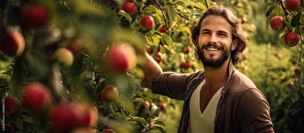 Young man gathering apples in a fruit orchard photographed outside - obrazy, fototapety, plakaty 