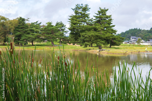池を背景に咲く蒲の穂【無量光院跡】日本岩手県平泉町