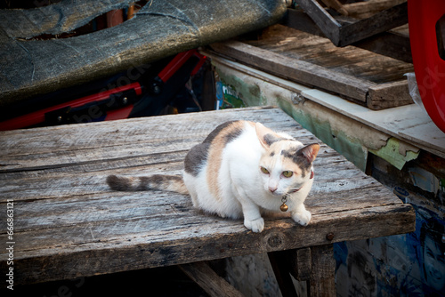 Stray cat in old house