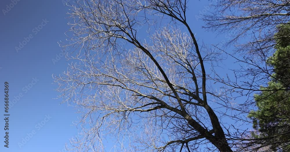 the tops of various deciduous trees in the spring season , a park with trees in early spring the tops of various deciduous trees in the spring season , a park with trees in early spring