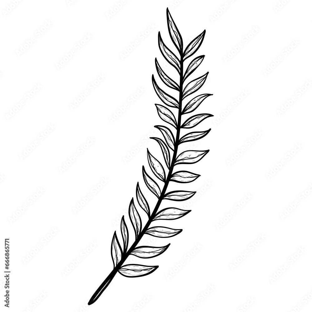 Fototapeta premium leaf handdrawn illustration 