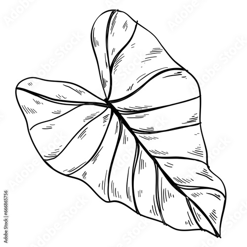 taro leaf handdrawn illustration 
