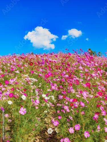 青空の下でコスモスが満開な花畑　秋 © Akio Mic