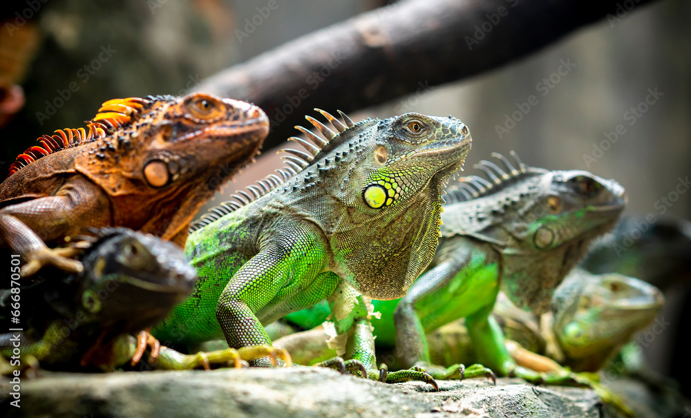 Obraz premium Lizard families together is looking to the future so cute when watching them in zoo