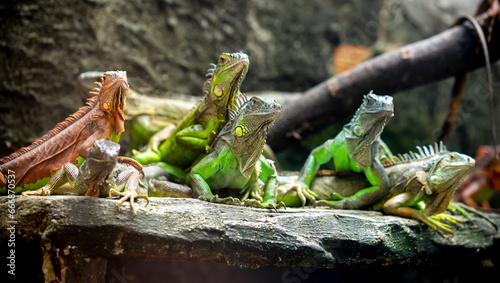 Lizard families together is looking to the future so cute when watching them in zoo photo
