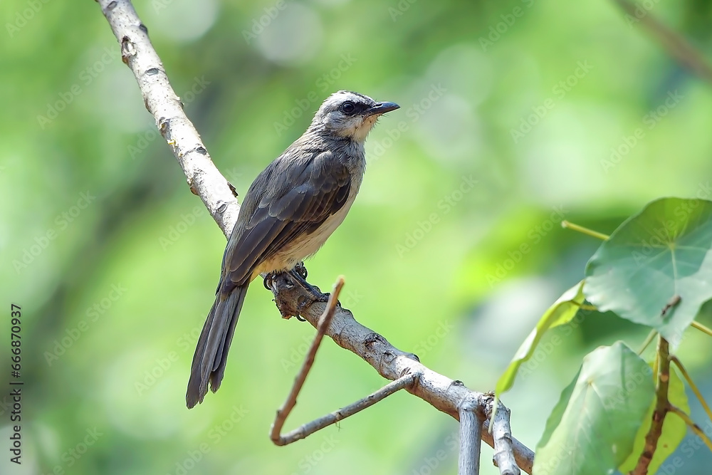 Yellow vented bulbul on a tree branch Yellow vented bulbul on a tree branch