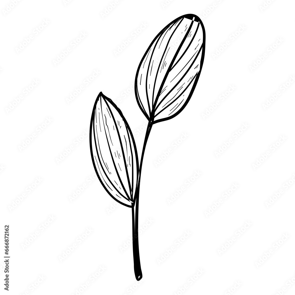 Obraz premium tropical leaves hand drawn