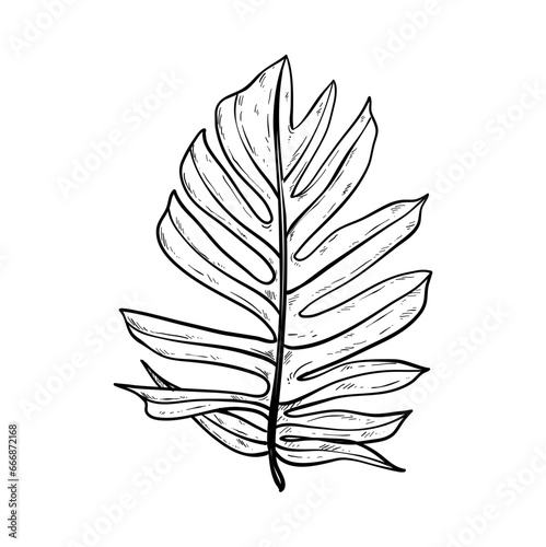 tropical leaves hand drawn