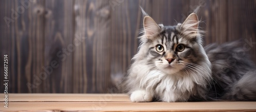 Gorgeous feline gazes at camera adorable pets