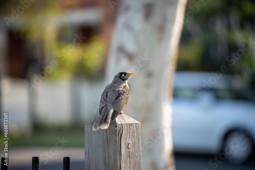 native australian birds in a park