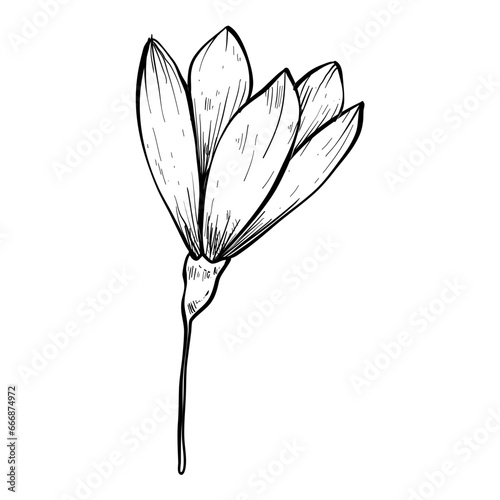 petal handdrawn illustration 