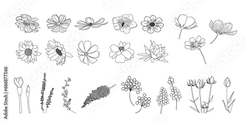 植物のシンプルイラストのセット、野の花、野の葉、ボタニカル,PNG.