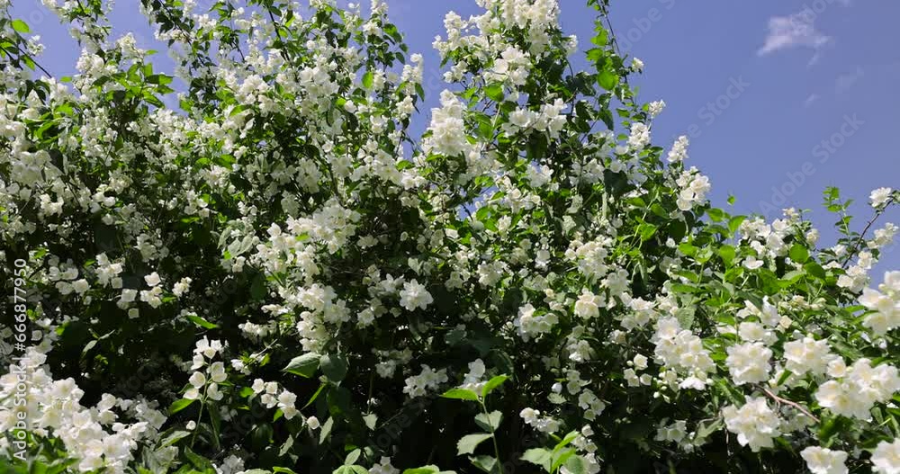 blooming white flowers jasmine bush in the spring season, beautiful fragrant jasmine flowers during flowering blooming white flowers jasmine bush in the spring season, beautiful fragrant jasmine flowers during flowering