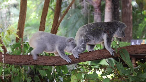 Cute koala animals walking and climbing on a tree log in their natural habitat.