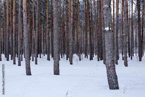 Snowy landscape, trees under fluffy and white snow © anderus