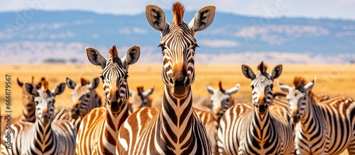 Zebras giraffe Serengeti National Park photo