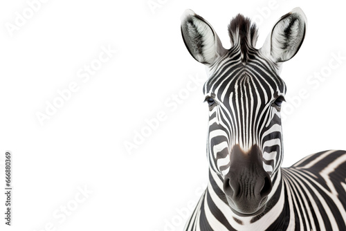 Close-up portrait of Zebra white background isolated PNG photo