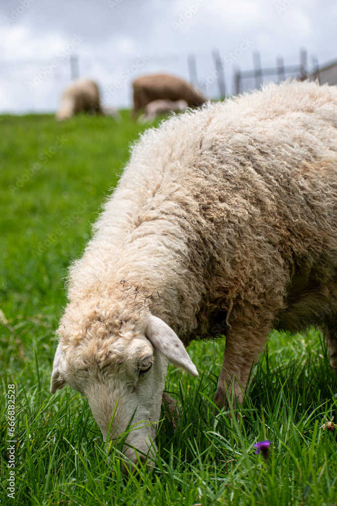 Picture of a sheep (Ovis aries) grazing in a meadow Picture of a sheep (Ovis aries) grazing in a meadow
