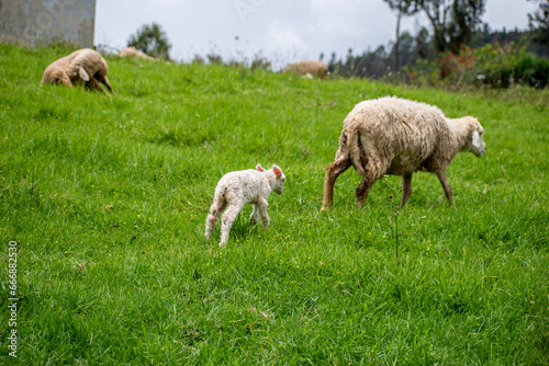 Picture of a baby lamb with it's mother sheep in a sheep farm