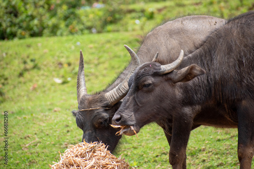 A picture of an Indian water buffallo walking in a cloudy day