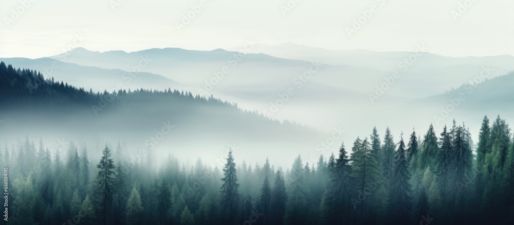 Fototapeta premium Misty forest with copyspace Mysterious haze with room for text Moody landscape with atmosphere