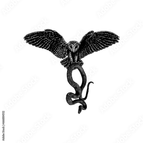 barn owl and rat snake hand drawing vector isolated on background.