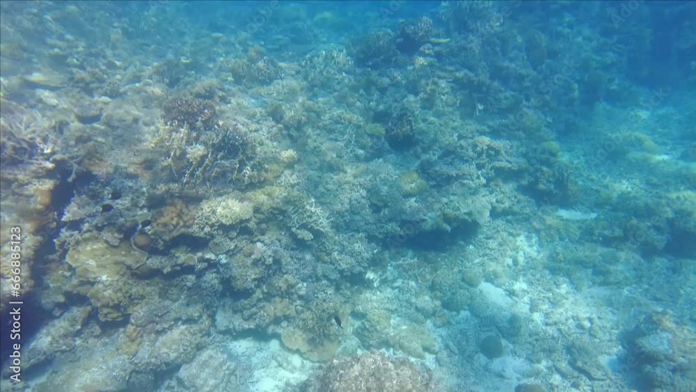 海面から水中へ潜りサンゴ省を眺める 海面から水中へ潜りサンゴ省を眺める