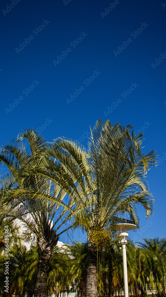palm trees against blue sky in miami city palm trees against blue sky in miami city