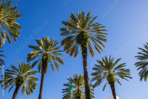 palm trees against blue sky at miami south beach