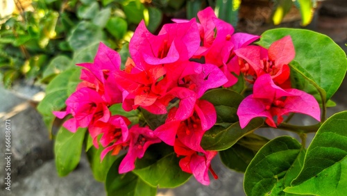 pink flowers