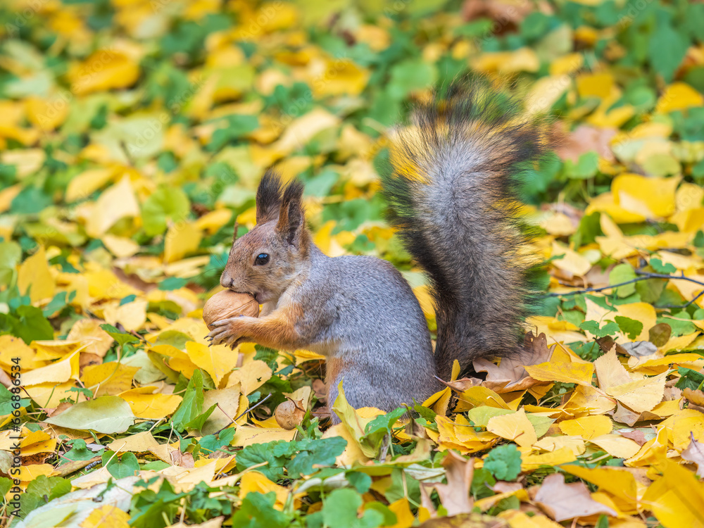 Autumn squirrel with nut sits on green grass with fallen yellow leaves Autumn squirrel with nut sits on green grass with fallen yellow leaves