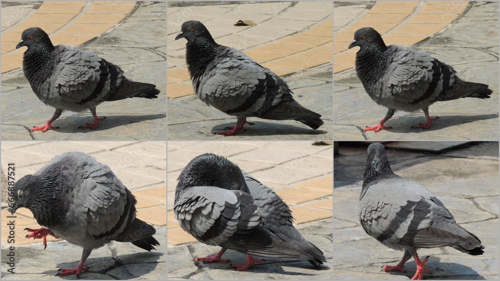 Fototapeta premium Urban Rock Pigeon, Street Pigeon, Rock Dove, Nonthaburi, Thailand