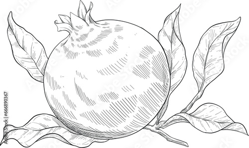 hand drawn illustration of pomegranate fruit