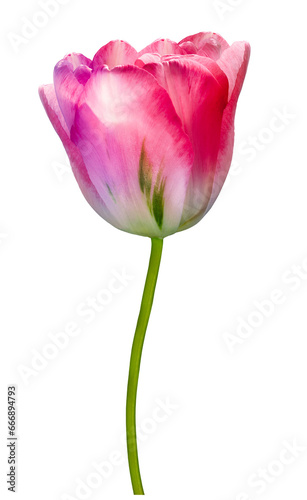 Pink tulip flower on isolated background. For design. Closeup. Transparent background. Nature.