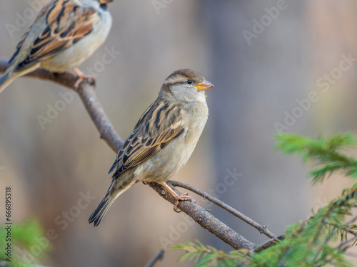 Sparrow sits on a branch without leaves. © Dmitrii Potashkin