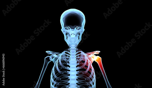 Medical illustration of human skeleton with shoulder joint pain