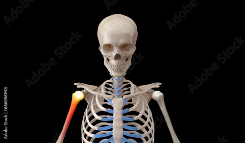 Medical illustration of human skeleton with shoulder joint pain