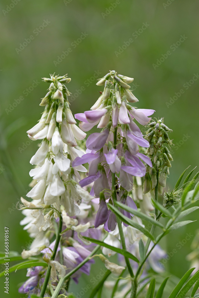 Close up of Goat's-rue. Galega officinalis Close up of Goat's-rue. Galega officinalis