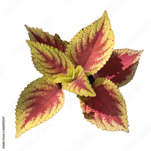 Solenostemon scutellarioides plant isolated on transparent background. PNG file photo