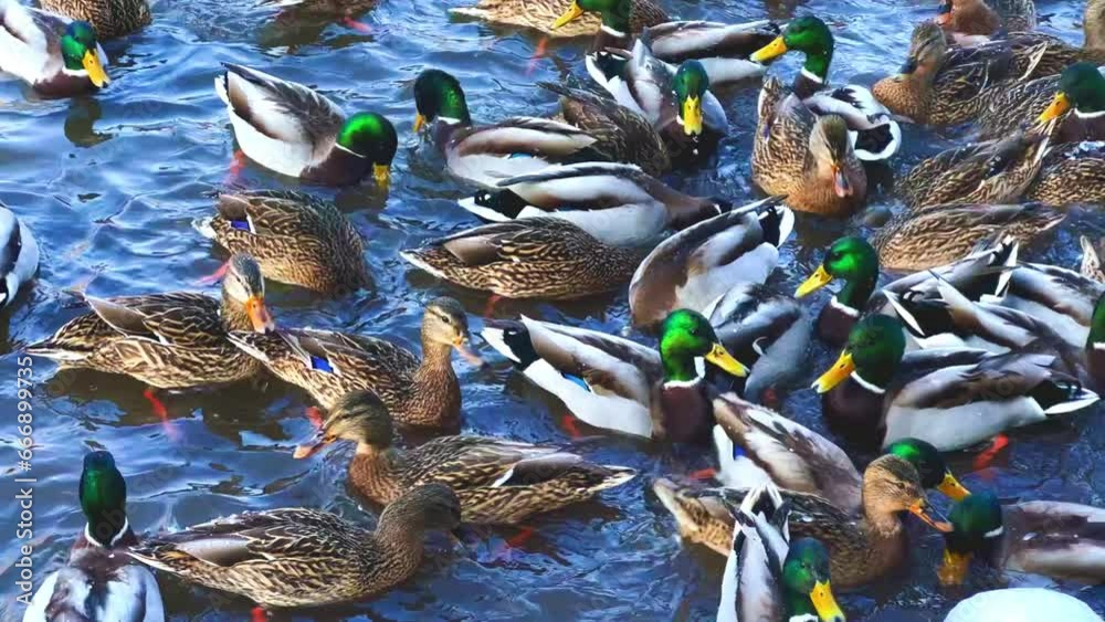 Ducks swim in the winter thaw. A large group of ducks. Mallards on the