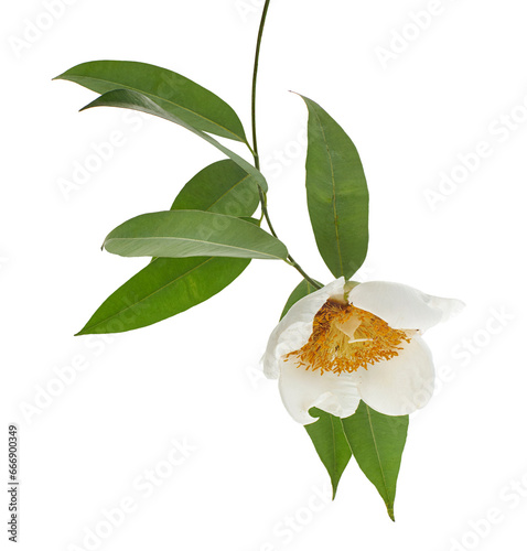 Mesua ferrea, Ceylon ironwood,  White flower isolated on white background with clipping path  photo