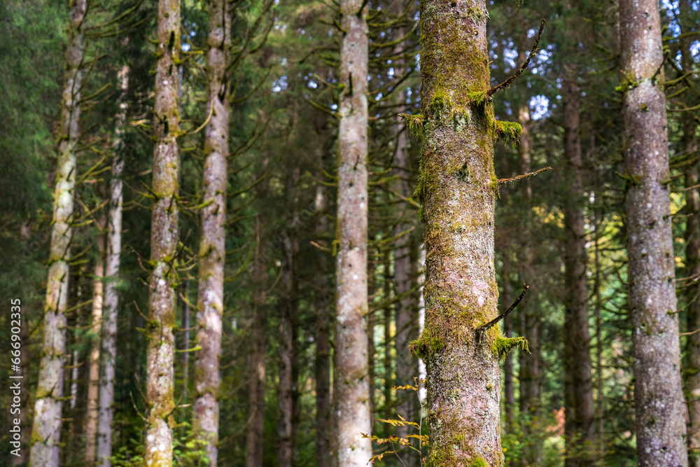 Obraz premium Pine Forest in Black Forest, Schwarzwald, Germany