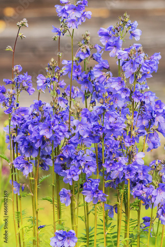 Perennial ornamental tall flowering plant Blue cyanosis in a summer garden flowerbed. photo