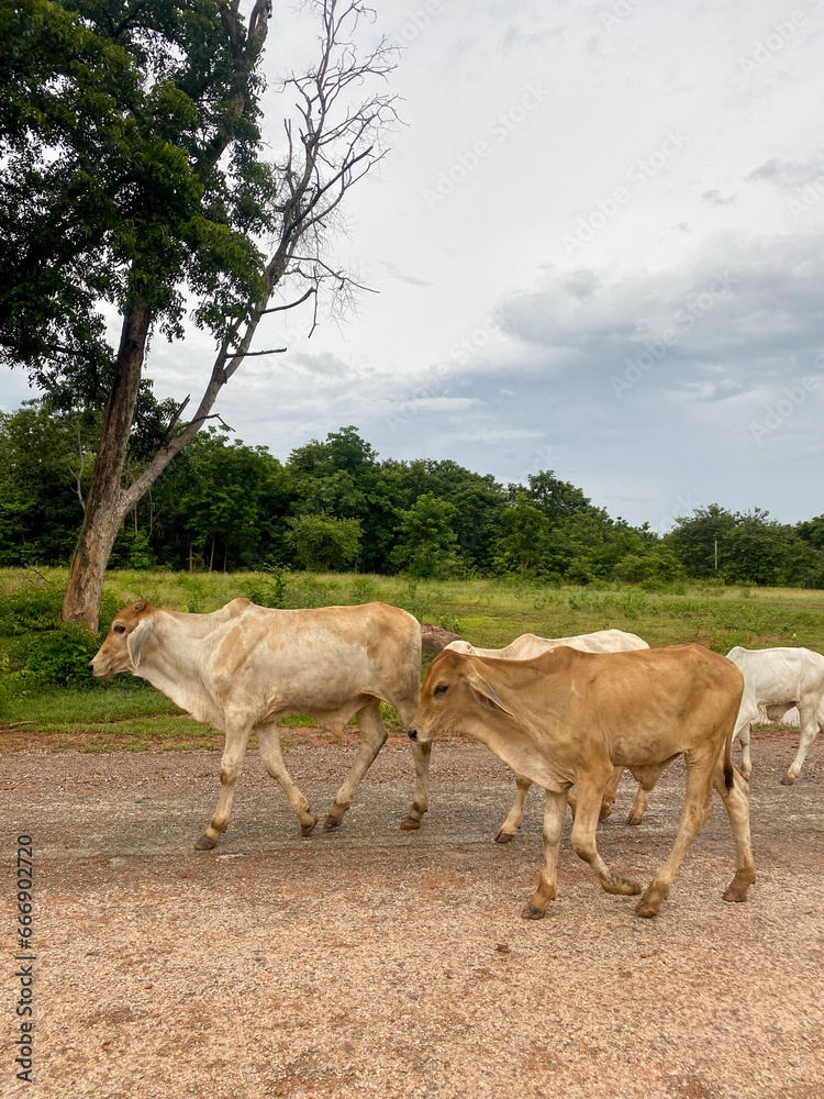 Obraz premium A herd of cattle in the countryside is walking home in Thailand.