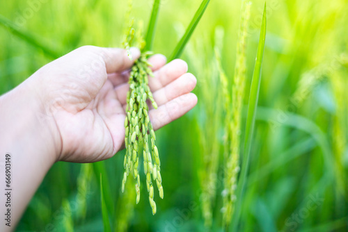 A farmer's hand touches an ear of green rice to check the yield. In the warm sunlight Ideas for growing plants without toxic substances