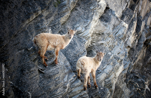 Bouquetin juvéniles sur la falaise, Hautes Alpes, France